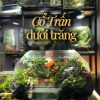 terrarium-co-tran-duoi-trang