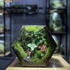 terrarium-tinh-ky-thach-lam-heal-terra-6