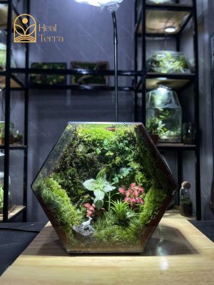 terrarium-tinh-ky-thach-lam-heal-terra-9