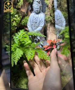 tuong-bo-tat-quan-am-giua-vach-da-reu-xanh-trong-be-terrarium-heal-terra-1