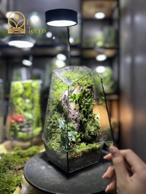 terrarium-the-prism-of-eternal-spring