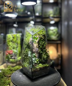 terrarium-da-giac