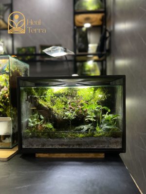 terrarium-ban-nguyen-hoi-tho-cua-dai-ngan-heal-terra