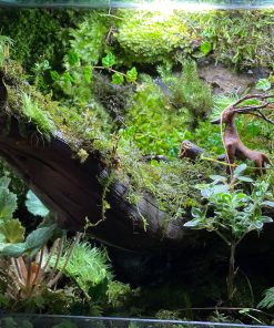 terrarium-ban-nguyen-hoi-tho-cua-dai-ngan-heal-terra