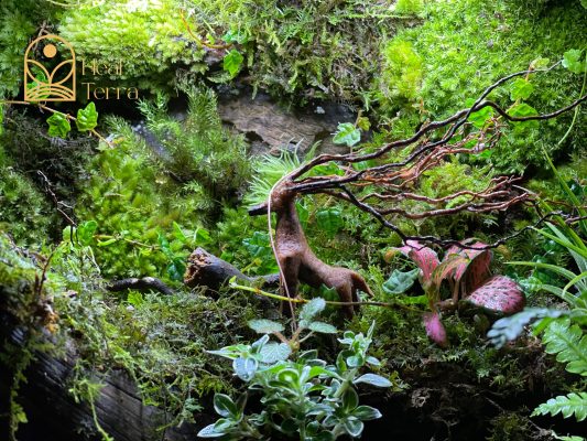 terrarium-ban-nguyen-hoi-tho-cua-dai-ngan-heal-terra