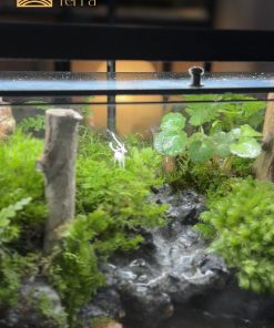 terrarium-tieng-vong-dai-ngan-3