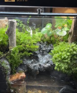 terrarium-tieng-vong-dai-ngan-2