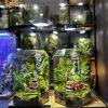 Terrarium-phat-tai-tam-1