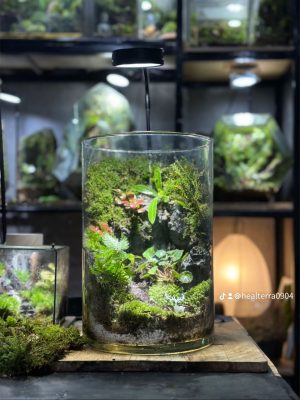 terrarium-vach-reu-he-mo