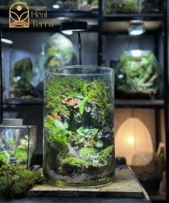 terrarium-vach-reu-he-mo