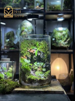 terrarium-vach-reu-he-mo