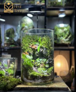 terrarium-vach-reu-he-mo