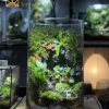 terrarium-vach-reu-he-mo