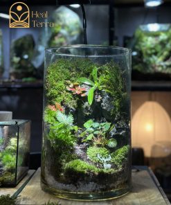 terrarium-vach-reu-he-mo