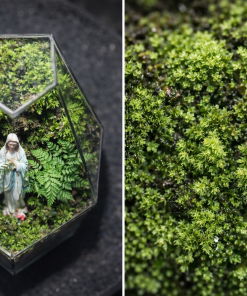 terrarium-noi-duc-me-voi-layout-reu-xanh-toi-gian