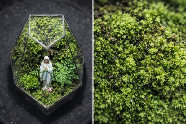 terrarium-noi-duc-me-voi-layout-reu-xanh-toi-gian