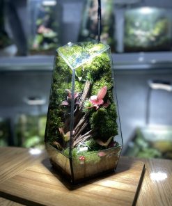 terrarium-rung-nho