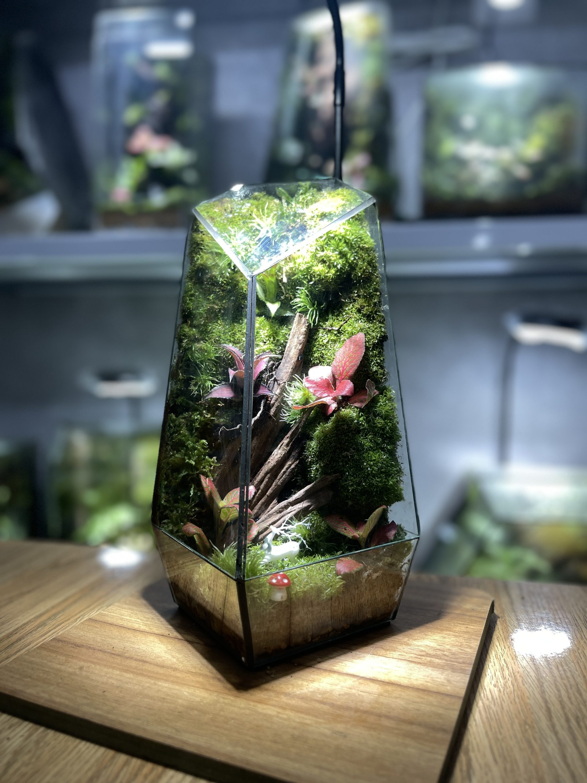 terrarium-rung-nho