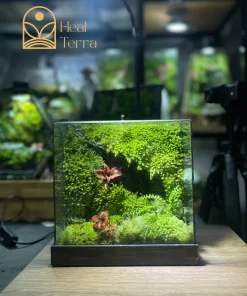 terrarium-rung-huyen-bi