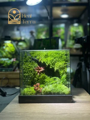 terrarium-rung-huyen-bi