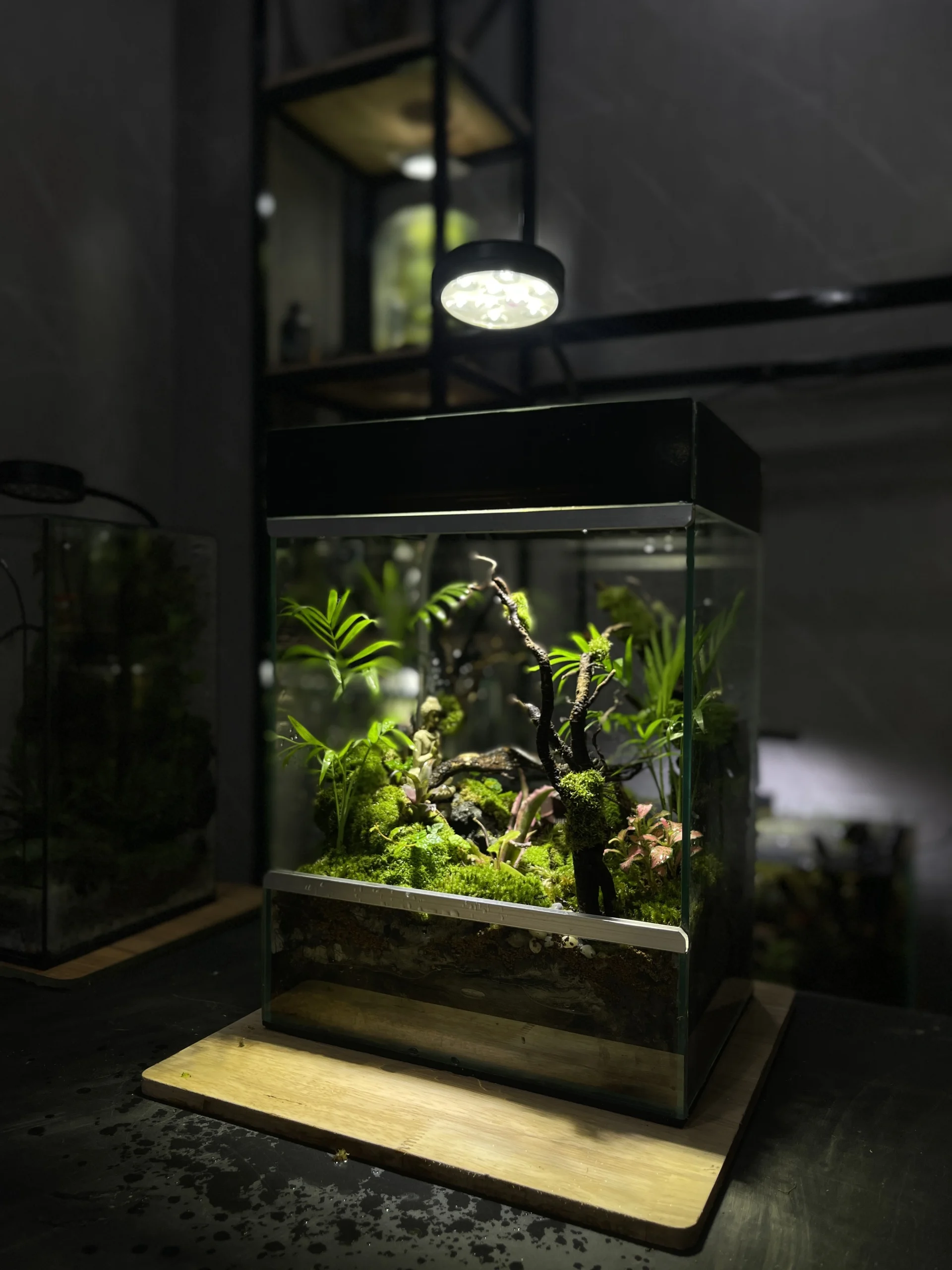 terrarium-thien-vuon-xanh
