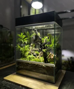 terrarium-thien-vuon-xanh