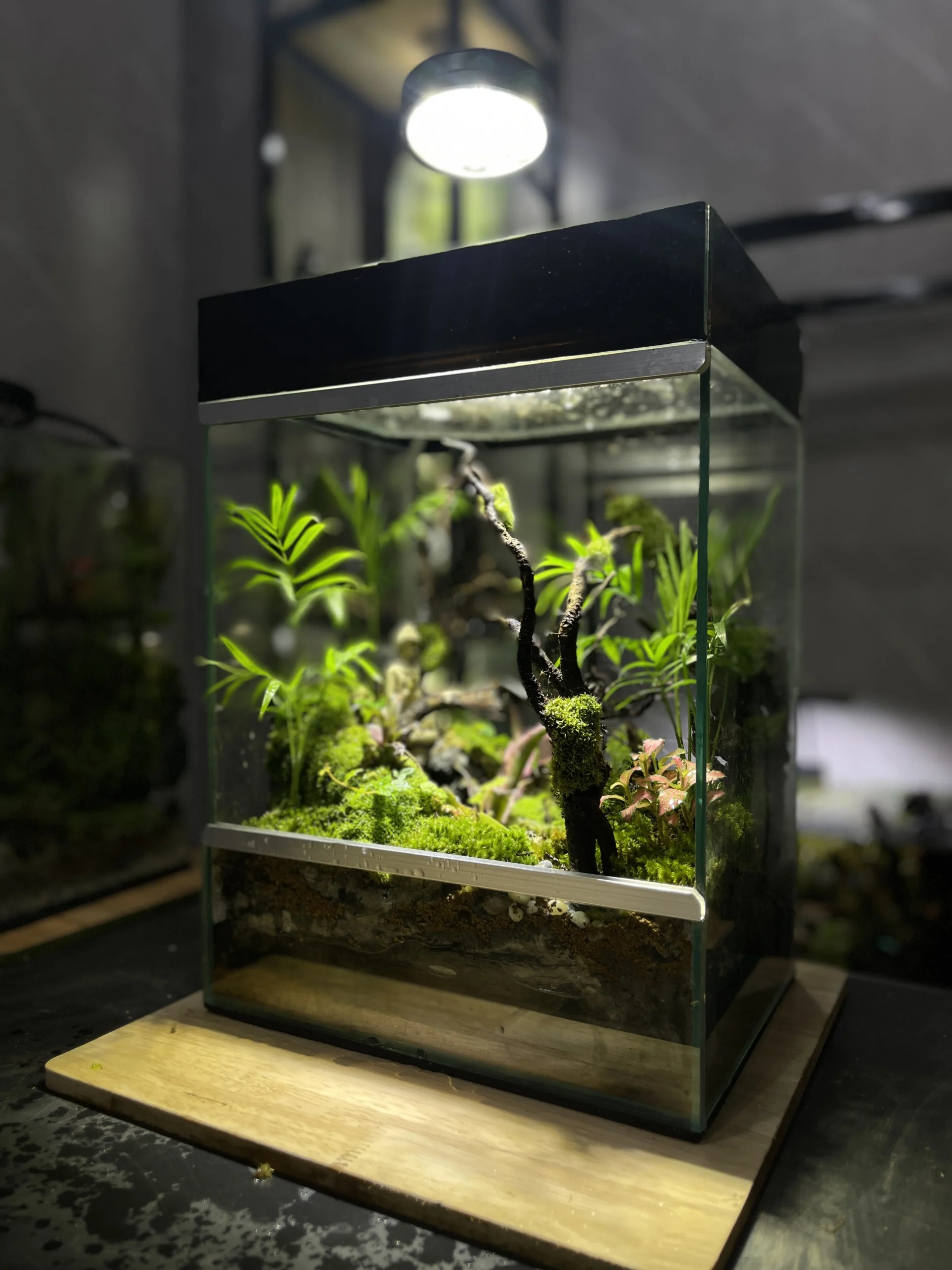 terrarium-thien-vuon-xanh