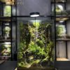 be-terrarium-thung-lung-xanh-dang-cao-40cm-layout-rung-sau-co-lua-bam-reu-tai-heal-terra