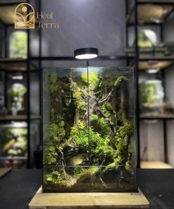be-terrarium-thung-lung-xanh-dang-cao-40cm-layout-rung-sau-co-lua-bam-reu-tai-heal-terra