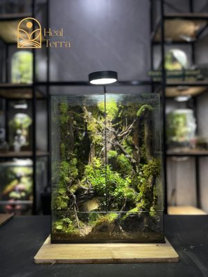 be-terrarium-thung-lung-xanh-dang-cao-40cm-layout-rung-sau-co-lua-bam-reu-tai-heal-terra