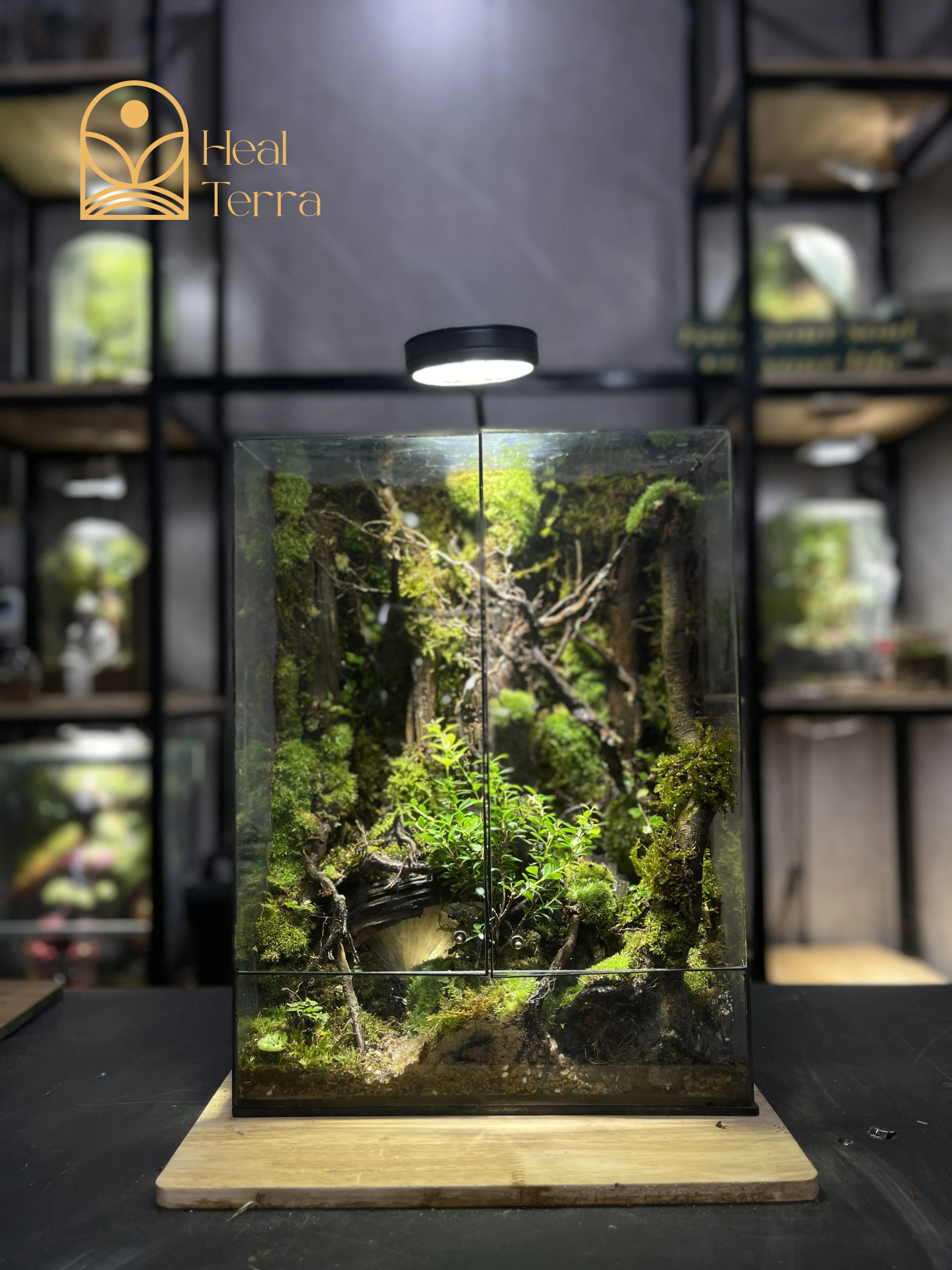 be-terrarium-thung-lung-xanh-dang-cao-40cm-layout-rung-sau-co-lua-bam-reu-tai-heal-terra