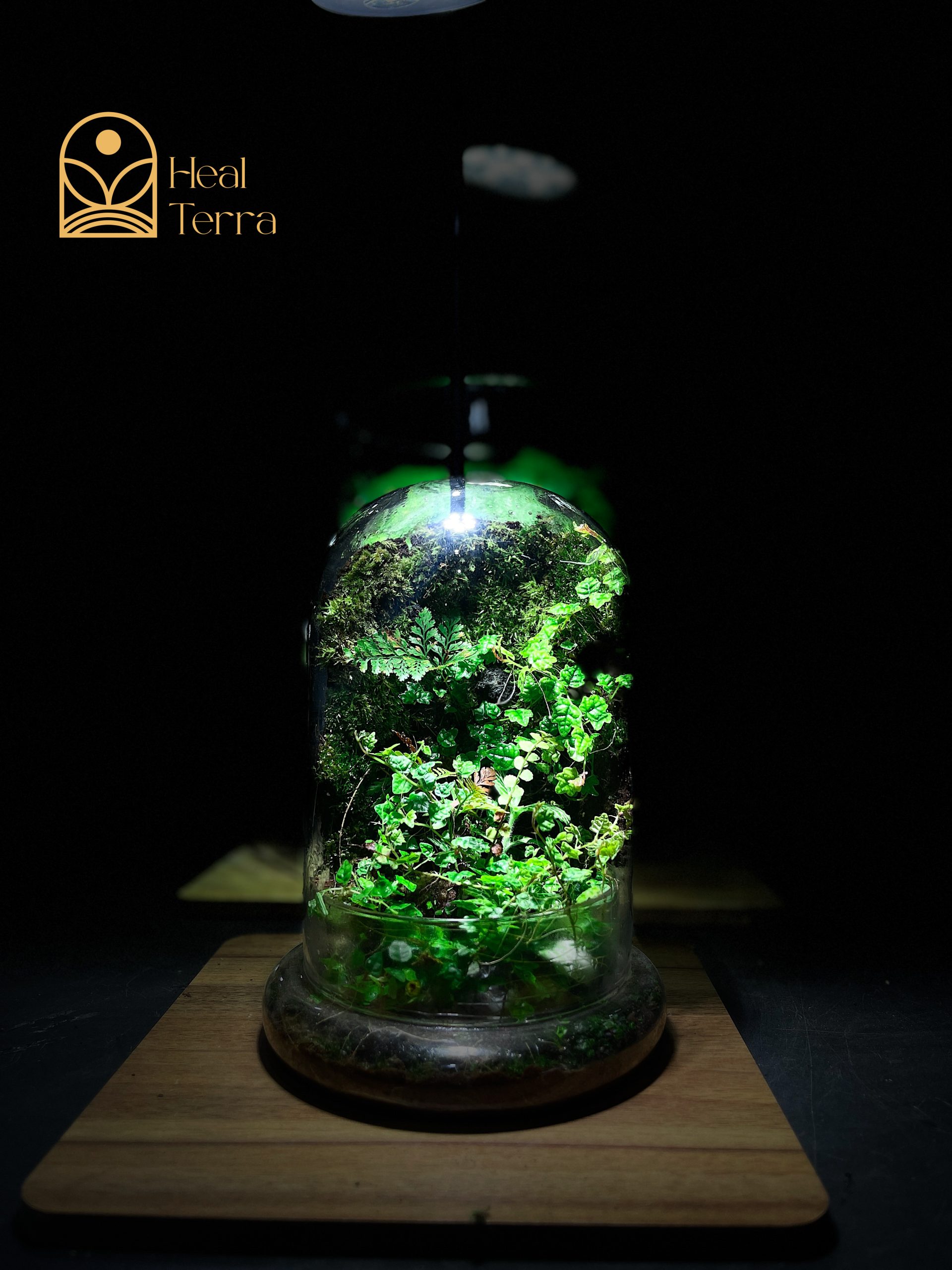 be-terrarium-giot-rung-xanh