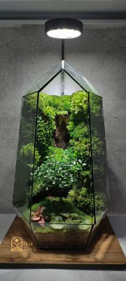 inner-child-forest-terrarium