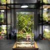 be-terrarium-vom-rung-noi-thoi-gian-ngung-dong