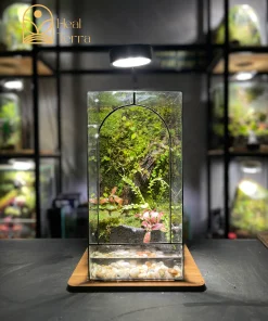 be-terrarium-vom-rung-noi-thoi-gian-ngung-dong