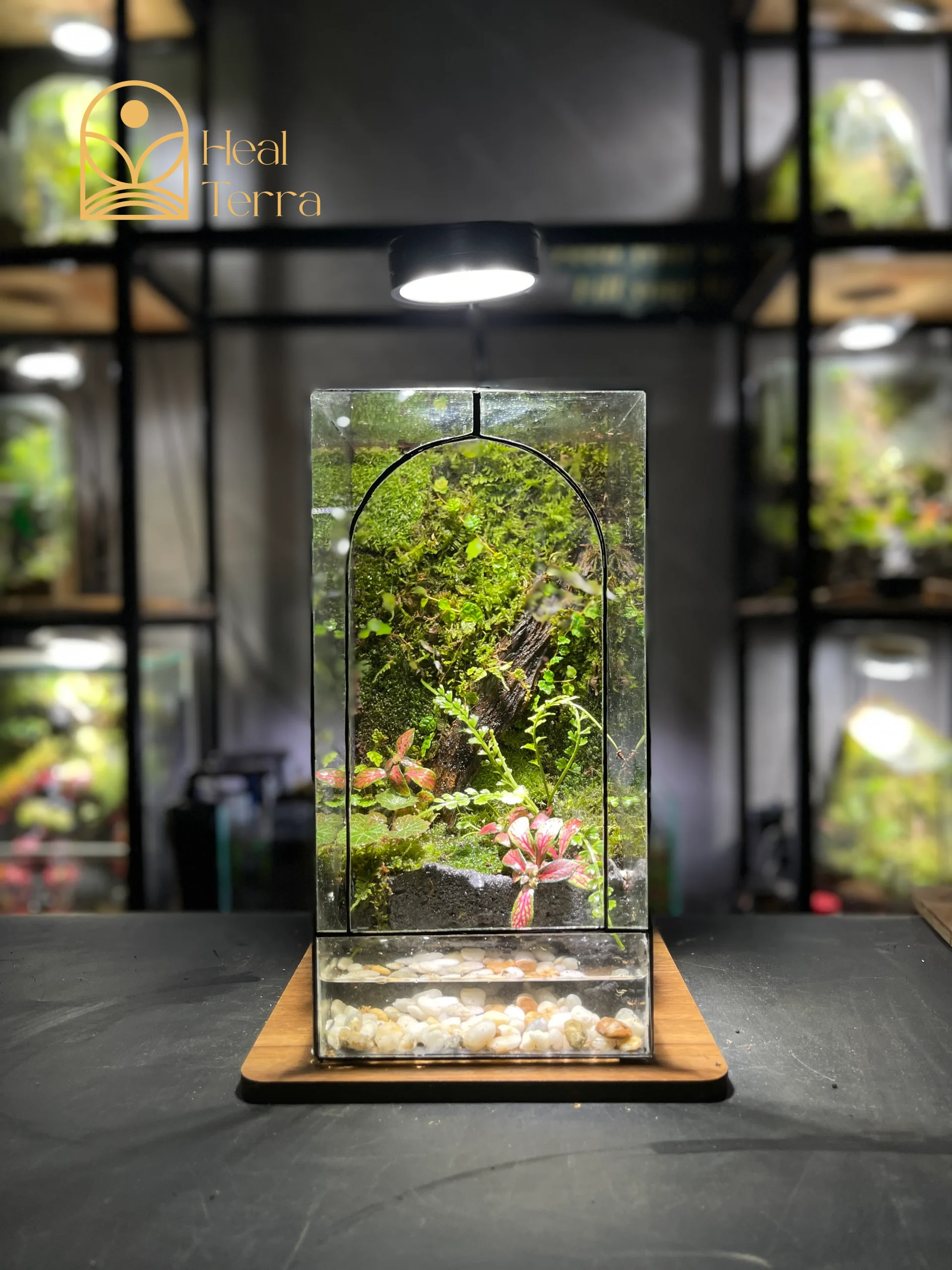 be-terrarium-vom-rung-noi-thoi-gian-ngung-dong
