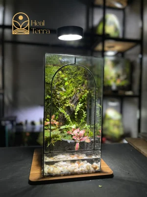 be-terrarium-vom-rung-noi-thoi-gian-ngung-dong