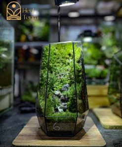 be-terrarium-rung-trong-kinh-co-chu-huou-nho-va-den-led-trang-tri-ban-lam-viec