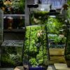 be-terrarium-rung-trong-kinh-co-chu-huou-nho-va-den-led-trang-tri-ban-lam-viec