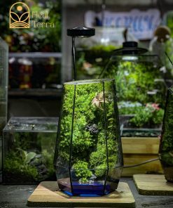 be-terrarium-rung-trong-kinh-co-chu-huou-nho-va-den-led-trang-tri-ban-lam-viec