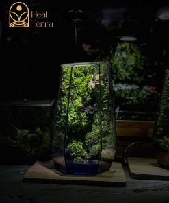be-terrarium-rung-trong-kinh-co-chu-huou-nho-va-den-led-trang-tri-ban-lam-viec
