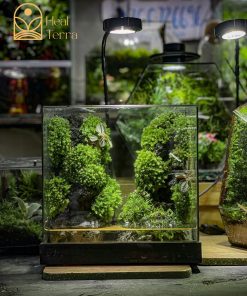 Bể Terrarium Khe Núi layout vách đá dựng đứng bám rêu xanh tự nhiên