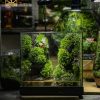 Bể Terrarium Khe Núi layout vách đá dựng đứng bám rêu xanh tự nhiên