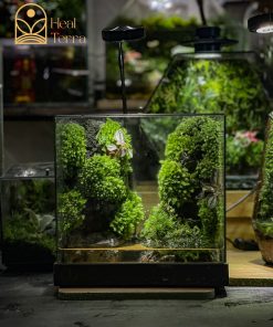 Bể Terrarium Khe Núi layout vách đá dựng đứng bám rêu xanh tự nhiên