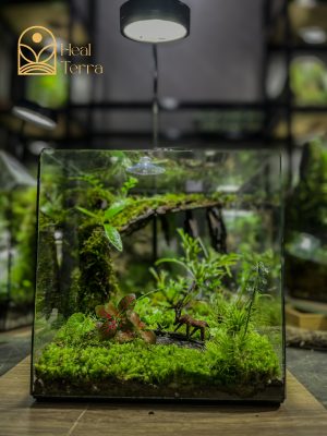 chi-tiet-tham-reu-cushion-va-mo-hinh-chu-huou-lu-khach-trong-tieu-canh-terrarium-ky-nguyen-xanh