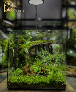 chi-tiet-tham-reu-cushion-va-mo-hinh-chu-huou-lu-khach-trong-tieu-canh-terrarium-ky-nguyen-xanh
