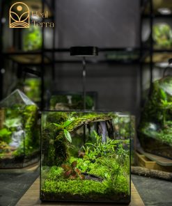 be-terrarium-ky-nguyen-xanh-20cm-he-sinh-thai-kin-voi-reu-va-la-gam-do-trang-tri-ban-lam-viec-heal-terra
