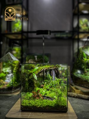 be-terrarium-ky-nguyen-xanh-20cm-he-sinh-thai-kin-voi-reu-va-la-gam-do-trang-tri-ban-lam-viec-heal-terra