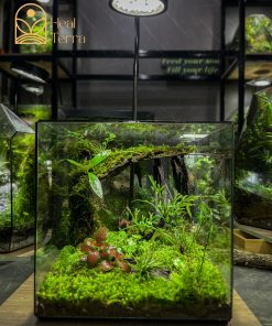 chi-tiet-tham-reu-cushion-va-mo-hinh-chu-huou-lu-khach-trong-tieu-canh-terrarium-ky-nguyen-xanh