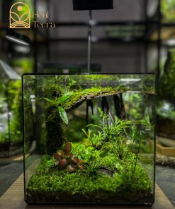 chi-tiet-tham-reu-cushion-va-mo-hinh-chu-huou-lu-khach-trong-tieu-canh-terrarium-ky-nguyen-xanh